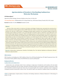 Agroinoculation of Strawberry Vein Banding - E