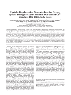 Myotube depolarization generates reactive oxygen species through