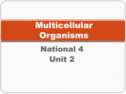 Multicellular Organisms