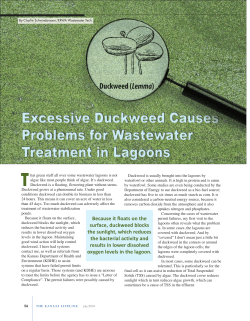 Because it floats on the surface, duckweed blocks the sunlight