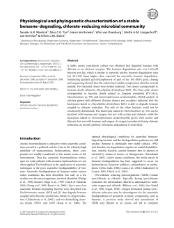 Physiological and phylogenetic characterization of a stable benzene