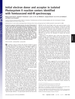 Initial electron donor and acceptor in isolated Photosystem II