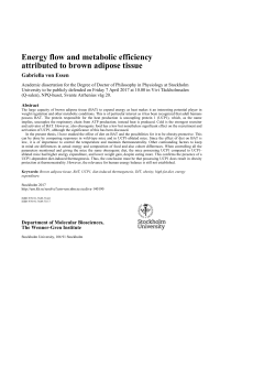 Energy flow and metabolic efficiency attributed to brown