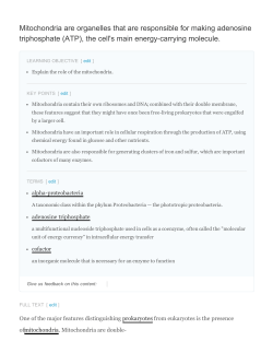 Mitochondria are organelles that are responsible for