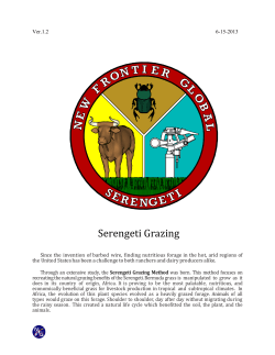 Serengeti Grazing