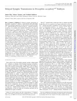 Delayed Synaptic Transmission in Drosophila cacophonynull Embryos