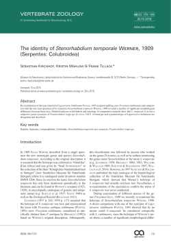 The identity of Stenorhabdium temporale Werner, 1909 (Serpentes
