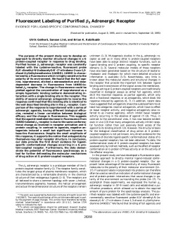 Fluorescent Labeling of Purified &szlig;2 Adrenergic Receptor