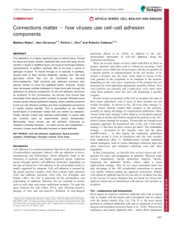 Connections matter 2 how viruses use cell&ndash;cell adhesion components