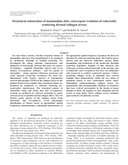 Structural colouration of mammalian skin: convergent evolution of