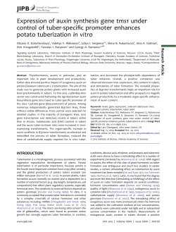 Expression of auxin synthesis gene tms1 under control of tuber