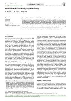 Fossil evidence of the zygomycetous fungi