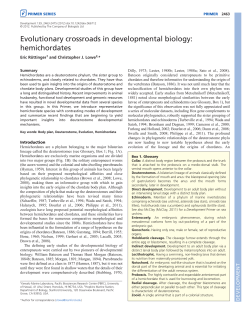 hemichordates - Development