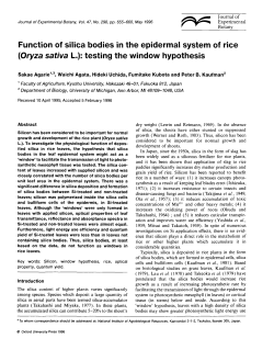 Function of silica bodies in the epidermal system