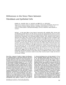 Diff.s in Stress Fibers between Fibroblasts and Epithelial Cells