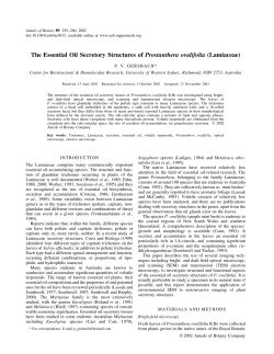 The Essential Oil Secretory Structures of Prostanthera ovalifolia