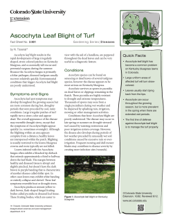 Ascochyta Leaf Blight of Turf - Colorado State University Extension