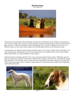 Hunting Dogs - Ward Museum