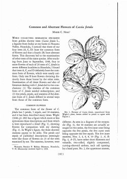 Common and Aberrant Flowers of Cassia fistula