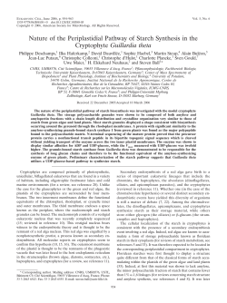 Nature of the Periplastidial Pathway of Starch Synthesis in the