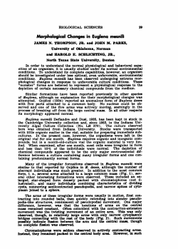 Morphological Changes in Euglena mesnili