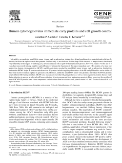 Human cytomegalovirus immediate early proteins and cell growth