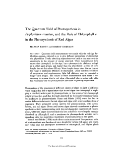 Porphyridium cruentum, and the Role of Chlorophyll