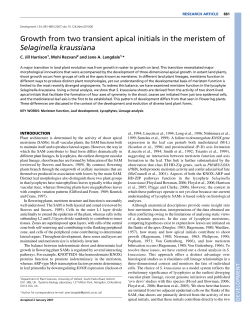 Growth from two transient apical initials in the