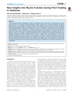 New Insights into Muscle Function during Pivot Feeding in Seahorses