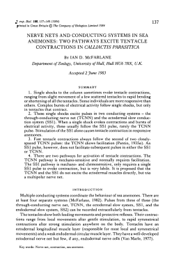 nerve nets and conducting systems in sea