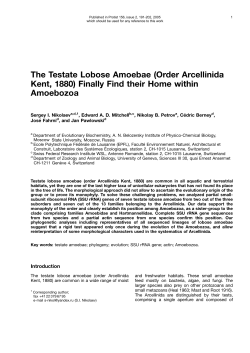 The Testate Lobose Amoebae (Order Arcellinida Kent