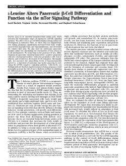 L-Leucine Alters Pancreatic b-Cell Differentiation and