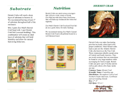 Hermit Crabs - Seaford Pet Emporium