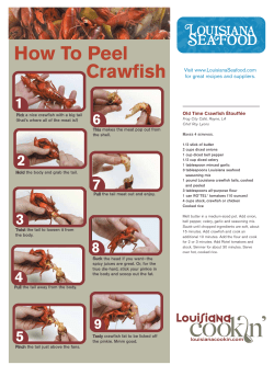 How To Peel Crawfish - Louisiana Seafood Board