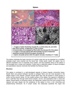 14 Spleen