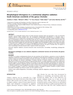 Morphological divergence in a continental adaptive radiation: South