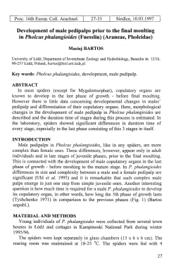 Development of male pedipalps prior to the final moulting in Pholcus
