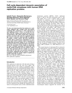 Cell cycle‐dependent dynamic association of cyclin/Cdk complexes