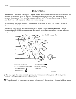 The Amoeba