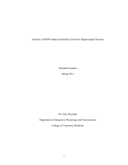 i Analysis of BDNF-Induced Dendritic Growth in Hippocampal