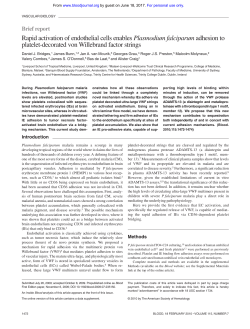 Rapid activation of endothelial cells enables