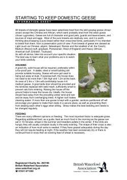 starting to keep domestic geese