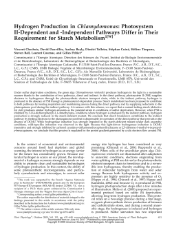 Hydrogen Production in Chlamydomonas