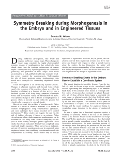 Symmetry breaking during morphogenesis in the embryo and in