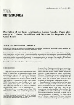 Description of the large multinucleate lobose amoeba Chaos