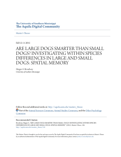 are large dogs smarter than small dogs?