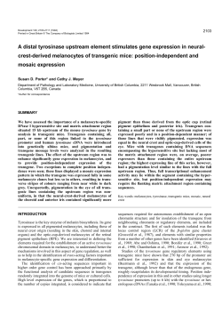 A distal tyrosinase upstream element stimulates gene expression in