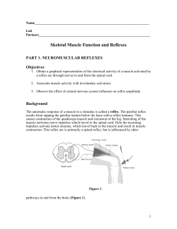 Skeletal Muscle Function and Reflexes
