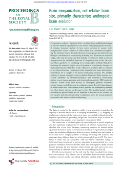 Brain reorganization, not relative brain size, primarily characterizes
