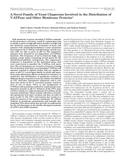 A Novel Family of Yeast Chaperons Involved in the Distribution of V